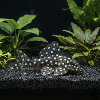 Baryancistrus Snow Flake L142