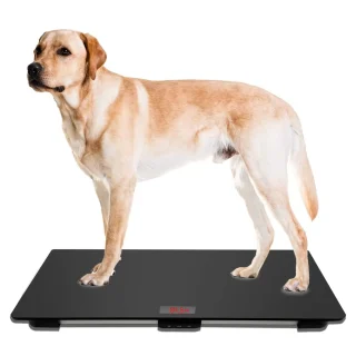Báscula Veterinaria para Perros Grandes | Plataforma de Pesaje Digital 80×50 cm Hasta 100 KG