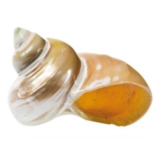 CARACOL TURBO CHRYSOSTOMUS