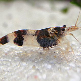 CARIDINA ABEJA