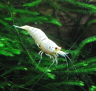 CARIDINA SNOW WHITE TAI BEE