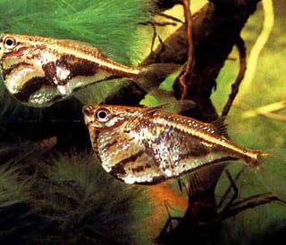 CARNEGIELLA STRIGATA