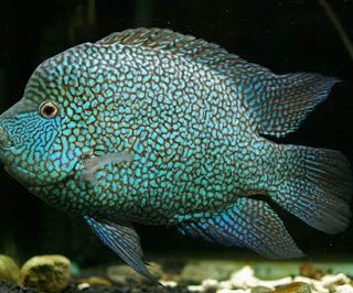 HERICHTHYS CARPINTIS