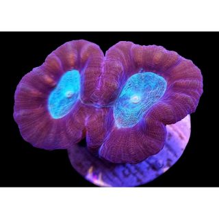 CAULASTREA SP. COCA COLA ESQUEJE