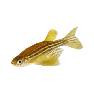 BRACHIDANIO RERIO ORO VELO