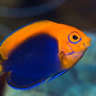 CENTROPYGE ACANTHOPS