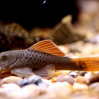 CHAETOSTOMA LINEOPUNCTATUS L 276