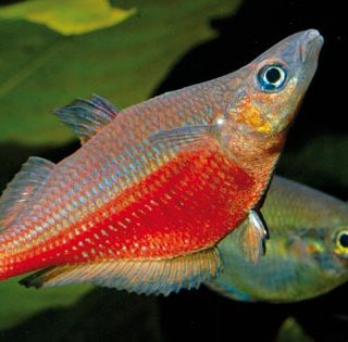 CHILATHERINA SENTANIENSIS