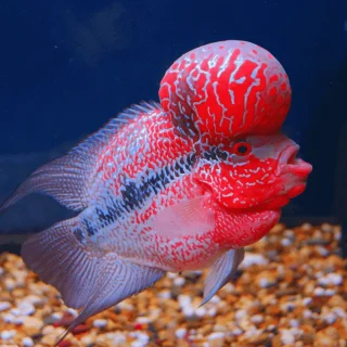 Cíclido Flowerhorn Sunset | Cichlas. LabiatusxTrimaculatusxLoro