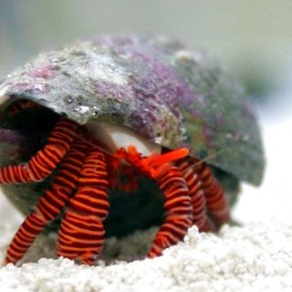 CILIOPAGURUS STRIGATUS