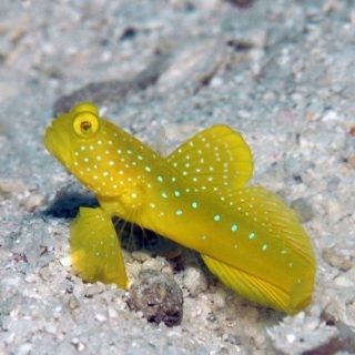 CRYPTOCENTRUS CINCTUS