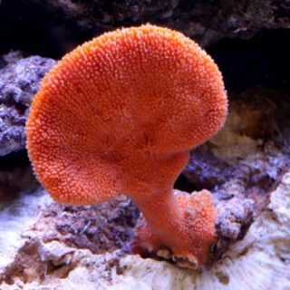 CLATHIRIA RUGOSA NARANJA