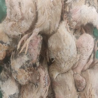 Codornices madres caja 8Kg