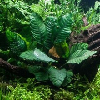 ANUBIAS COFFEEFOLIA POT