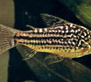 CORYDORA ELEGANS