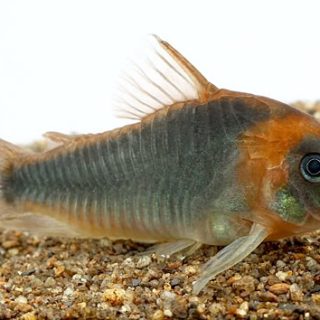 CORYDORA EQUES