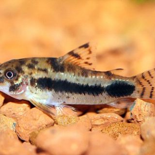 CORYDORA HABROSUS
