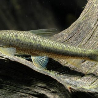 CROSSOCHEILUS LATIUS