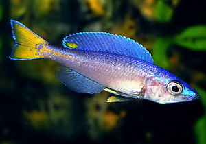 CYPRICHROMIS LEPTOSOMA NPULUNGU