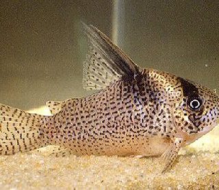 CORYDORAS DELPHAX