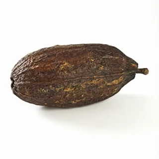 Cacao Pod