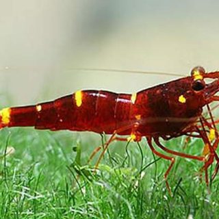 CARIDINA CELEBES LAGO TOWUTI