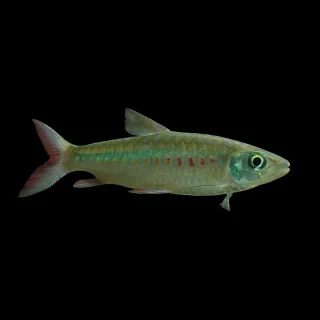 Chalceus de cola rosa | Chalceus macrolepidotus