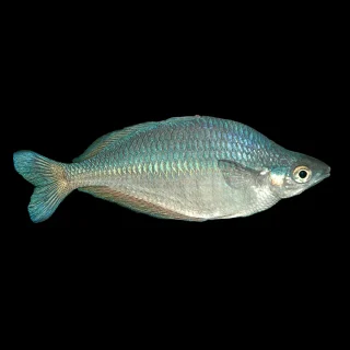 Chilatherina sentaniensis