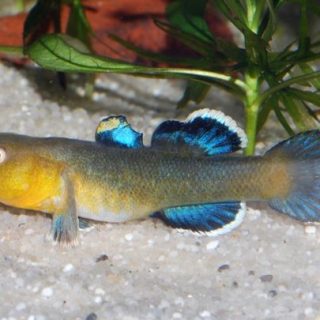 CHLAMIDOGOBIUS EREMIUS