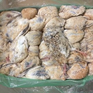 Codornices de 4 semanas caja 8kg