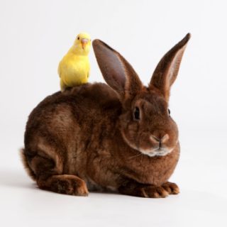 Consulta de etología veterinaria a domicilio