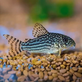 Corydora rayada | Corydoras nanus