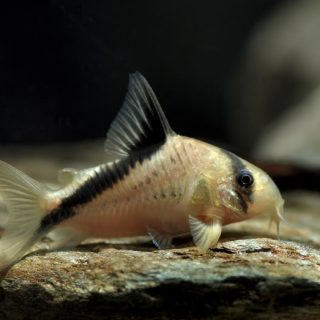 CORYDORAS MELINI