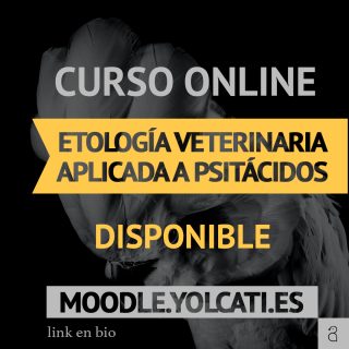Curso Online Etología Veterinaria Aplicada a Psitácidos