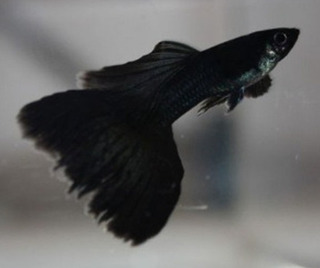 GUPPY NEGRO SOLIDO PAREJA