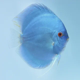 Pez Disco Brillant Blue Premium