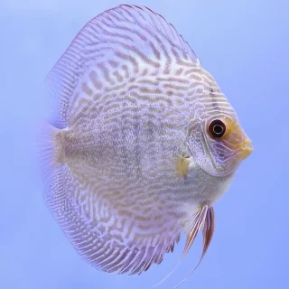 Pez Disco Blue Scorpion Premium