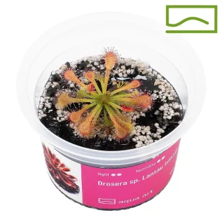 Drosera Lantau Island