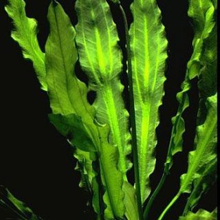 ECHINODORUS MARTI MAJOR POT