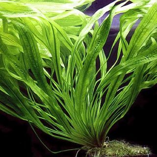 ECHINODORUS URUGUAYENSIS POT