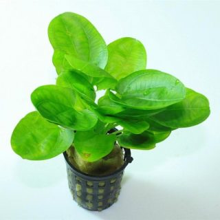 ECHINODORUS COMPACTA POT