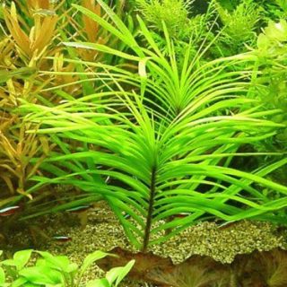 EICHORNIA AZUREA CUP