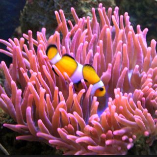 ENTACMAEA QUADRICOLOR ROJA