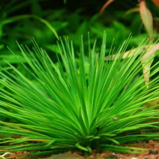 ERICAULON CINERUM CUP