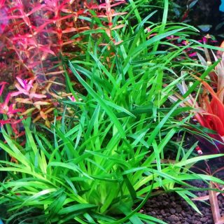 ERICAULON VIETNAM CUP