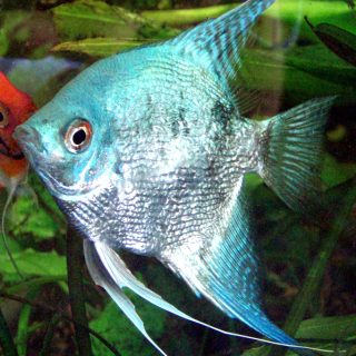 PTEROPHYLLUM AZUL  DIAMANTE 4-5 CM