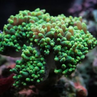EUPHYLLIA RAMAS VERDE