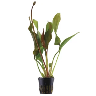 Echinodorus Red Diamond