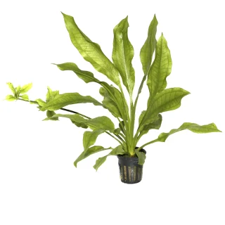 Echinodorus grisebachii Bleherae