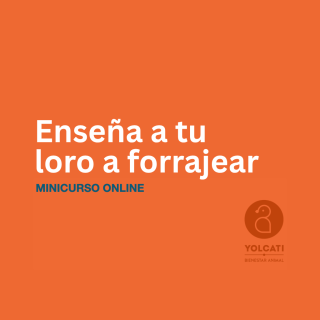 ENSEÑA A TU LORO A FORRAJEAR – MINICURSO ONLINE